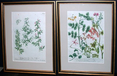Lot 1059 - After Johann Weinmann [FLORAL STUDIES] Two...