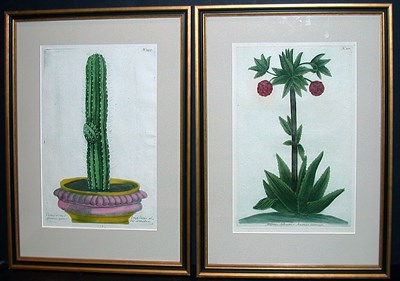 Lot 1056 - After Johann Weinmann [CACTUS STUDIES] Two...