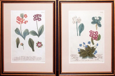 Lot 2065 - After Johann Weinmann [FLORAL STUDIES] Two...