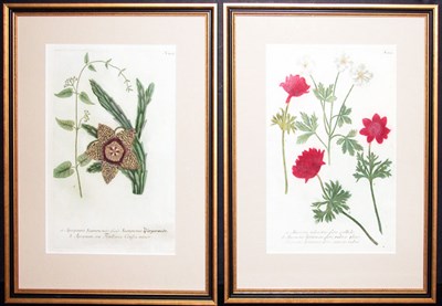 Lot 2049 - After Johann Weinmann [FLORAL STUDIES] Two...