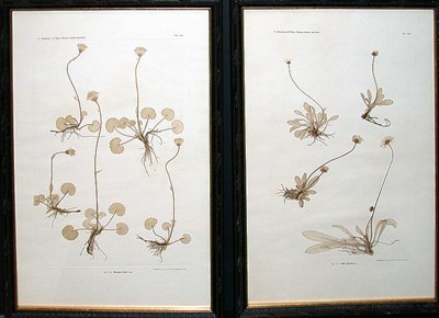 Lot 1069 - Constantin von Ettingshausen and Alois Pokorny...