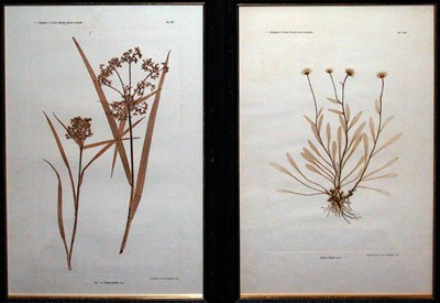Lot 2061 - Constantin von Ettingshausen and Alois Pokorny...