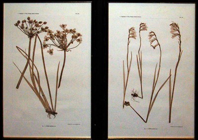 Lot 2063 - Constantin von Ettingshausen and Alois Pokorny...