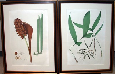 Lot 1073 - After Joao Barboza Rodrigues [PLANT STUDIES]...