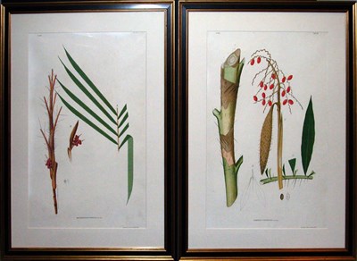 Lot 2080 - After Joao Barboza Rodrigues [PLANT STUDIES]...