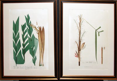 Lot 2078 - After Joao Barboza Rodrigues [PLANT STUDIES]...