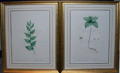 Lot 1065 - After P. J. Redoute STREPTOPUS AMPLEXIFOLIUS...