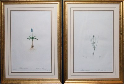 Lot 2057 - After P. J. Redoute SCILLA LINGULATA and...