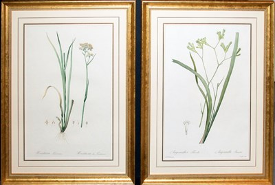 Lot 2069 - After P. J. Redoute HERITIERA TINCTORUM and...