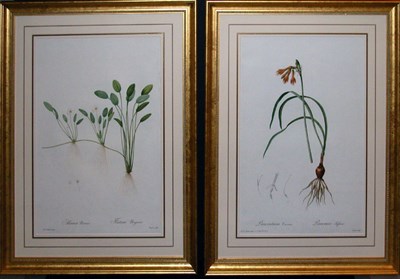 Lot 2075 - After P. J. Redoute PANCRATIUM CROCEUM and...