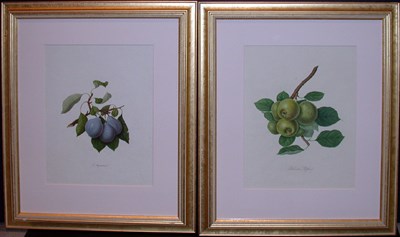 Lot 1053 - After Thomas Andrew Knight ROBINSON'S PIPPIN...