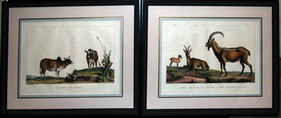 Lot 2059 - Simon Charles Miger LE ZEBU SANS CORNES and...