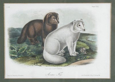 Lot 2058 - After John James Audubon ARTIC FOX...