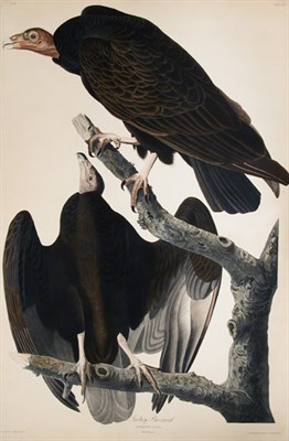 Lot 2050 - After John James Audubon TURKEY BUZZARD...