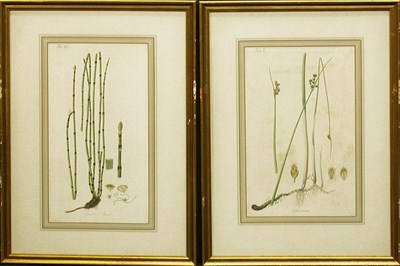 Lot 2079 - Artist Unknown [PLANT STUDIES] Six...