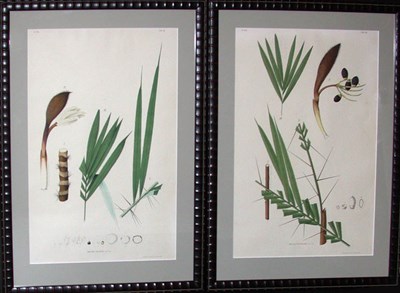 Lot 2088 - After Joao Barboza Rodrigues [PLANT STUDIES]...