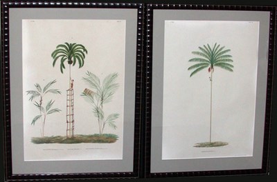 Lot 2082 - After Joao Barboza Rodrigues [PLANT STUDIES]...