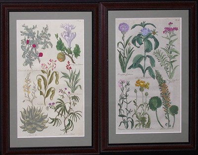 Lot 2086 - Sir John Hill [FLOWER STUDIES] Two...