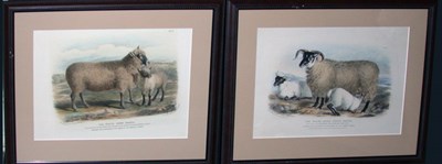 Lot 2080 - After William Shiels THE SOUTH DOWN BREED and...