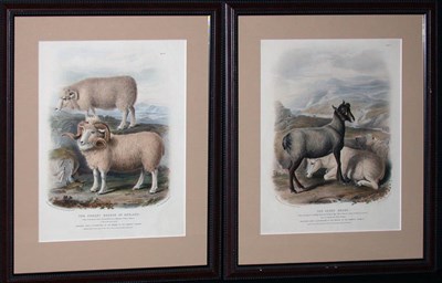 Lot 2095 - After William Shiels THE FOREST BREEDS OF...