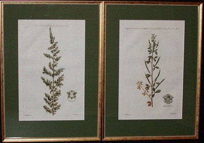 Lot 2094 - After Jan Van Huysum [PLANT STUDIES] Two...