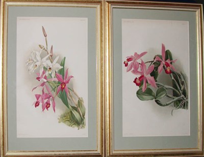 Lot 2090 - Joseph Mansell [ORCHID STUDIES] Two...