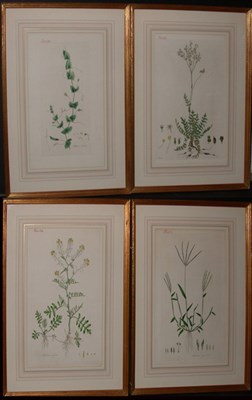 Lot 2108 - Artist Unknown [PLANT STUDIES] Four...