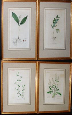 Lot 2110 - John Sowerby [PLANT STUDIES] Four hand-colored...