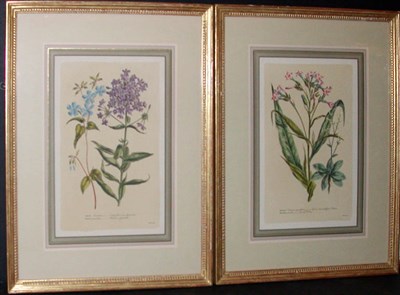 Lot 2104 - J. Miller [FLOWER STUDIES] Two hand-colored...