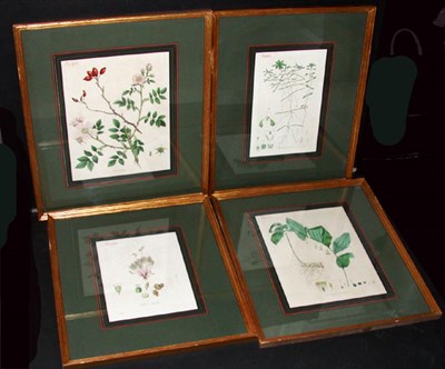 Lot 2075 - J. Swan [PLANT STUDIES] Four hand-colored...