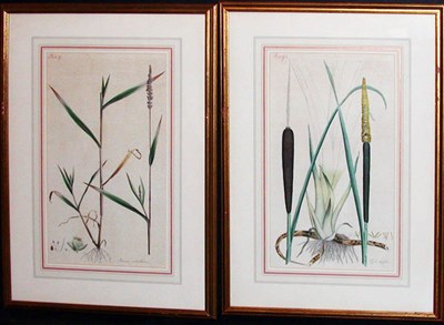Lot 111 - Artist Unknown [PLANT STUDIES] Three...