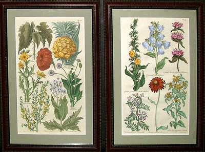 Lot 94 - Sir John Hill [FLOWER STUDIES] Two...