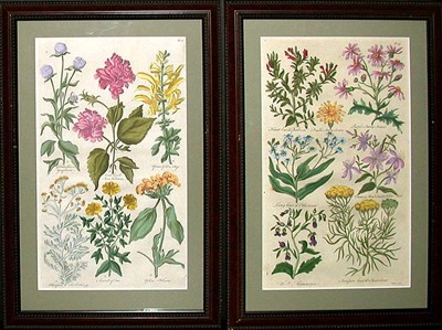 Lot 124 - Sir John Hill [FLOWER STUDIES] Two...