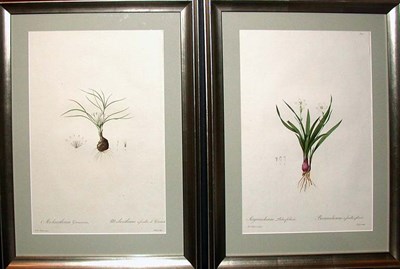 Lot 118 - After P. J. Redoute MELANTHIUM GRAMINEUM and...