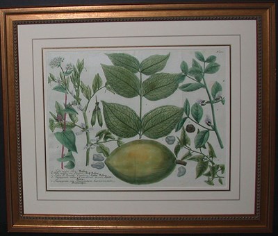 Lot 99 - After Johann Weinmann FABA MAJOR, FEVE... Hand-...