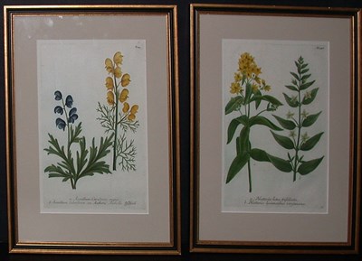 Lot 113 - After Johann Weinmann [FLORAL STUDIES] Two...