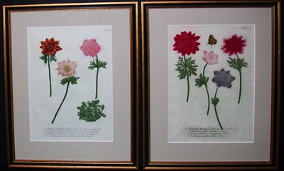 Lot 81 - After Johann Weinmann [FLORAL STUDIES] Two...