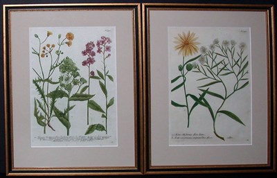 Lot 90 - After Johann Weinmann [FLORAL STUDIES] Two...