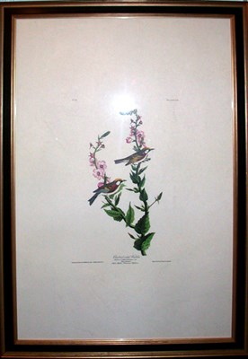 Lot 107 - After John James Audubon CHESTNUT-SIDED...