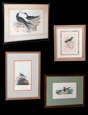 Lot 100 - Gould & H. C. Richter ONYCHOPRION FULIGINOSUS...
