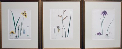Lot 1088 - Henry Andrews [PLANT STUDIES] Five...