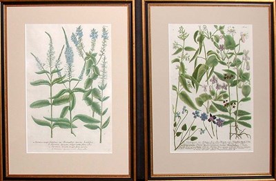Lot 1091 - After Johann Weinmann [FLORAL STUDIES] Two...
