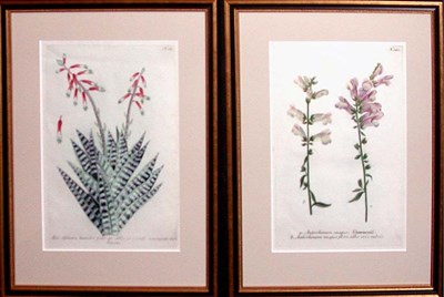 Lot 1089 - After Johann Weinmann [FLORAL STUDIES] Two...