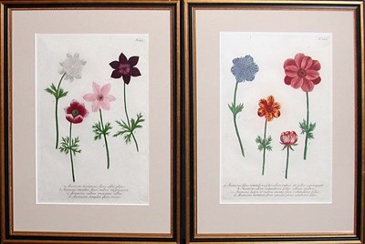 Lot 1075 - After Johann Weinmann [FLORAL STUDIES] Two...
