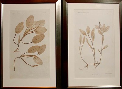 Lot 1095 - Constantin von Ettingshausen and Alois Pokorny...