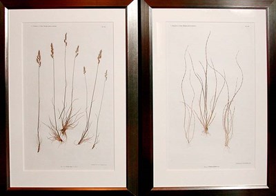 Lot 1104 - Constantin von Ettingshausen and Alois Pokorny...