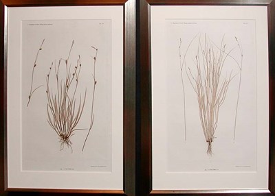 Lot 1084 - Constantin von Ettingshausen and Alois Pokorny...