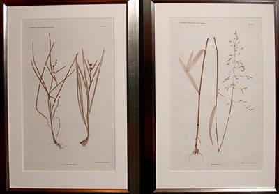 Lot 1115 - Constantin von Ettingshausen and Alois Pokorny...