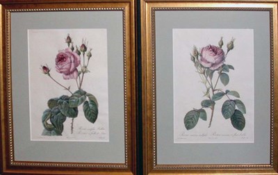 Lot 1097 - After Pierre-Joseph Redoute ROSA CENTIFOLIA...