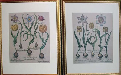 Lot 1082 - Basilius Besler TULIPA LUTEA LITURIS AURCIS......